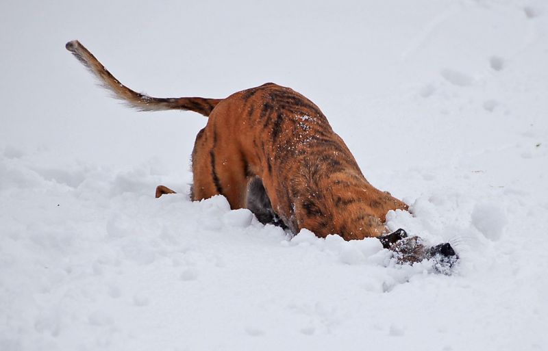 files/_uploads/Winterspass3/3a/Wallwutzeltlustig.jpg