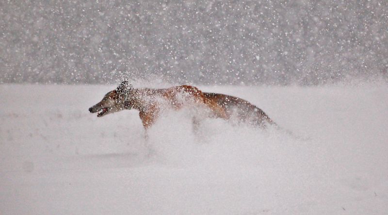 files/_uploads/der erste Gruss/WallfetztdurchSchnee.jpg