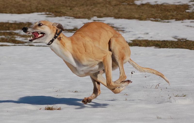 files/_uploads/es taut/Choiceklappt1.jpg