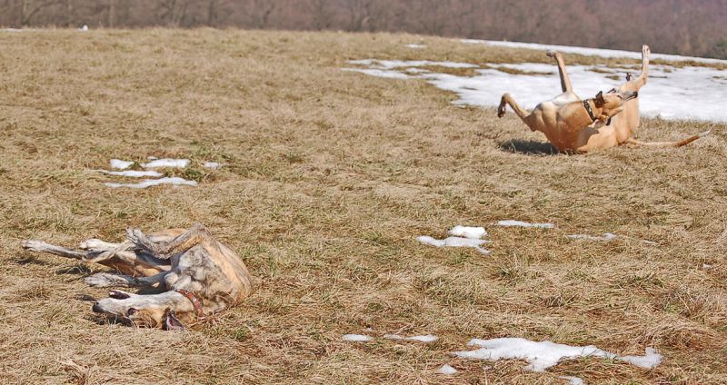 files/_uploads/es taut/SPRING.jpg