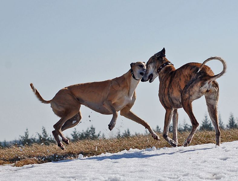 files/_uploads/es taut/beideletsplayagain1.jpg