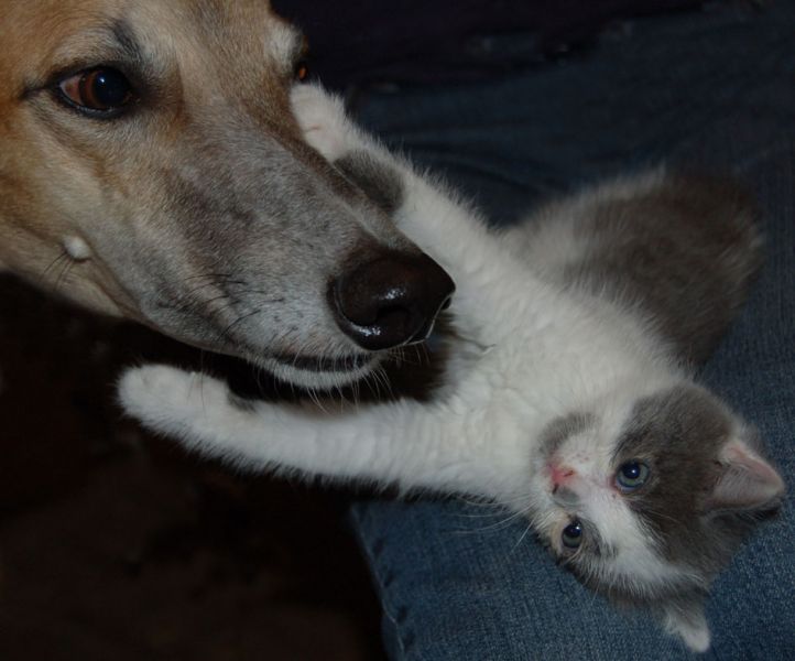 files/_uploads/katatjuta/bilder/Katzen/Sophie/ChoiKatze.jpg