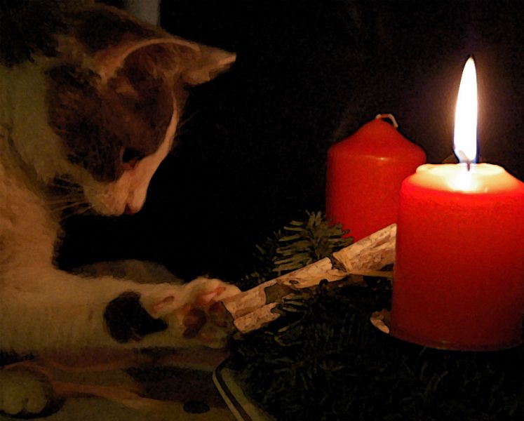 files/_uploads/katatjuta/bilder/Katzen/Sophie/SophieAdvent.jpg