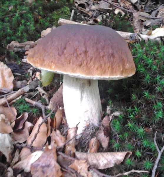 files/_uploads/noch 3 Wochen/Steinpilz.jpg
