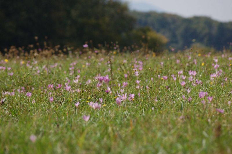 files/_uploads/ploetzlich Herbst/Herbst.jpg