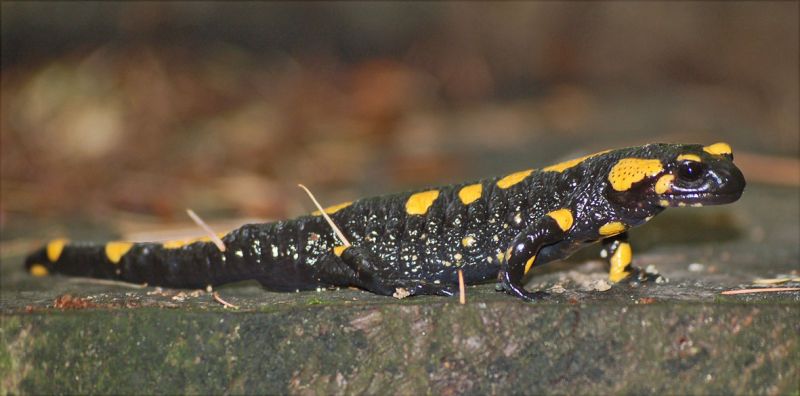 files/_uploads/ploetzlich Herbst/Salamander1.jpg