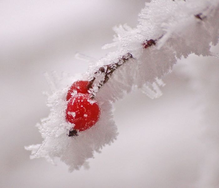 files/_uploads/weihnachten13/Hagebutte1.jpg